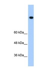 NBP1-57304 - Vigilin / HDLBP