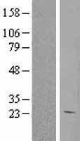 NBL1-11497 - HEBP1 Lysate