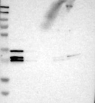 NBP1-86747 - Heme-binding protein 2 / HEBP2