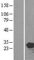 NBL1-11498 - HEBP2 Lysate