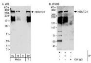 NBP1-49925 - HECTD1