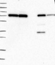 NBP1-83481 - HECTD2