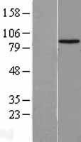 NBL1-11499 - HECTD2 Lysate