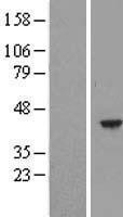 NBL1-11505 - HEMK1 Lysate