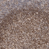 NBP1-88330 - HENMT1 / C1orf59