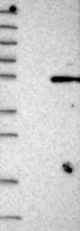 NBP1-88329 - HENMT1 / C1orf59