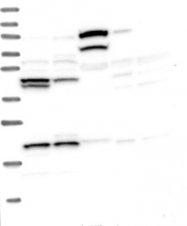 NBP1-83267 - HERPUD1