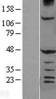 NBL1-11509 - HERPUD1 Lysate