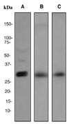 NBP1-95314 - HES1
