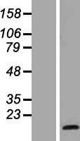 NBL1-11512 - HES5 Lysate