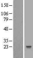 NBL1-11514 - HESX1 Lysate