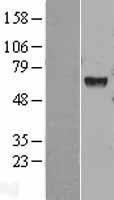 NBL1-11515 - HEXA Lysate