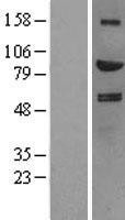 NBL1-11527 - HGF Lysate