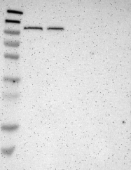NBP1-83203 - HGS / HRS