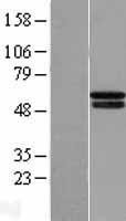 NBL1-14344 - HIF Prolyl Hydroxylase 4 Lysate