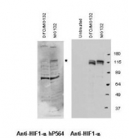 NB110-74679 - HIF1A / HIF1 alpha