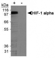 NB100-123 - HIF1A / HIF1 alpha