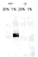 NB100-123 - HIF1A / HIF1 alpha