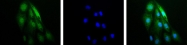 NB100-479 - HIF1A / HIF1 alpha