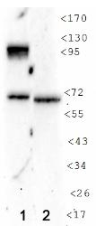 NB100-130 - HIF1A / HIF1 alpha