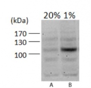 NB100-479 - HIF1A / HIF1 alpha
