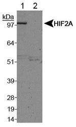 NB100-122 - HIF2A / HIF2 alpha