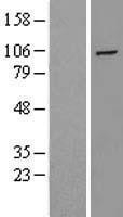 NBL1-10286 - HIF-2 alpha Lysate
