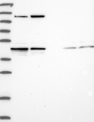 NBP1-89977 - HIF3A / HIF3 alpha