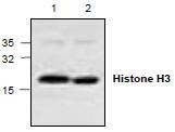 NBP1-45621 - Histone H3.1