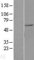 NBL1-11705 - HIV-1 Rev binding protein (HRB) Lysate