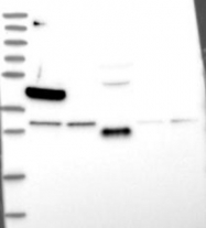 NBP1-86826 - HKR1