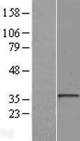 NBL1-11596 - HLA DOA Lysate