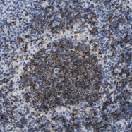 NBP1-87469 - HLA class II DO beta / HLA-DOB
