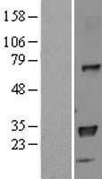 NBL1-11583 - HLA DPB1 Lysate