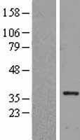 NBL1-11598 - HLF Lysate