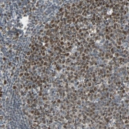 NBP1-89719 - HLX1