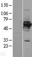 NBL1-11601 - HLX1 Lysate