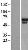 NBL1-11608 - HMG2L1 Lysate