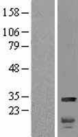 NBL1-11615 - HMGB2 Lysate