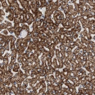 NBP1-83251 - HMG-CoA lyase / HMGCL
