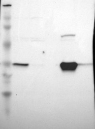 NBP1-83251 - HMG-CoA lyase / HMGCL