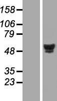 NBL1-11632 - HNF4 alpha Lysate