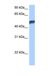 NBP1-52810 - HNF4 gamma / NR2A2