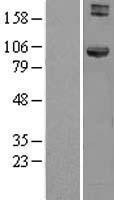 NBL1-11658 - HOOK1 Lysate