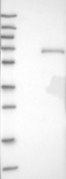 NBP1-83234 - HOXA3 / HOX1E