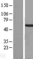 NBL1-11667 - HOXA3 Lysate