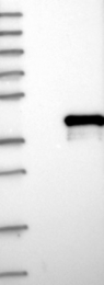 NBP1-83235 - HOXA5 / HOX1C