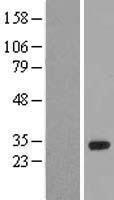 NBL1-11669 - HOXA6 Lysate