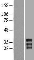 NBL1-11676 - HOXC11 Lysate