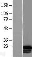 NBL1-11679 - HOXC6 Lysate